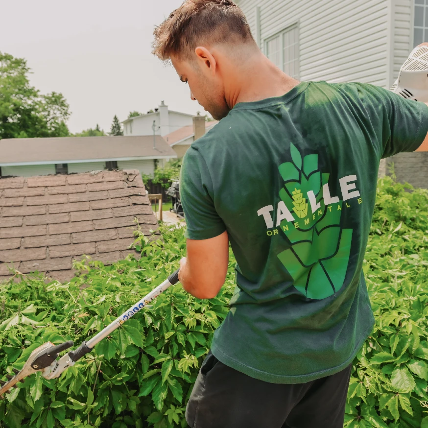 Service de taille de haie à Saint-Hubert – Rive-Sud de Montréal