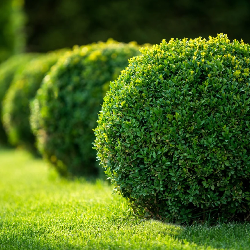 Plantation de haie